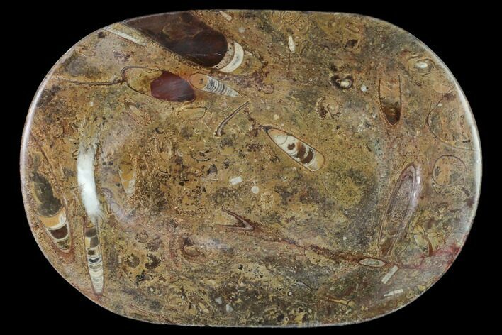 Fossil Orthoceras & Goniatite Oval Plate - Stoneware #140229